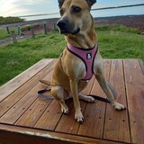 Entry image for Tinkerbell 