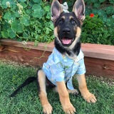 Entry image for Yogi