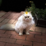 Entry image for Pepe 