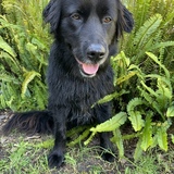 Entry image for Luna