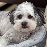 Entry image for Penny