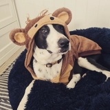 Entry image for Beau