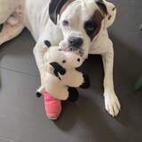 Entry image for Buddy