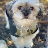 Entry image for Toby