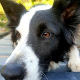 Entry image for Cleo