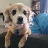 Entry image for Bess