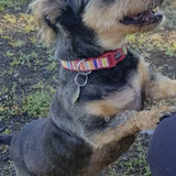 Entry image for Noddy 