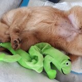 Entry image for Koko puff