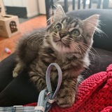 Entry image for Nizmo