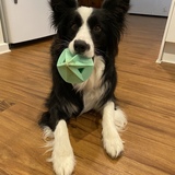 Entry image for Molly