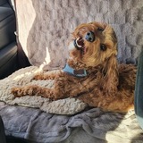 Entry image for Brodie