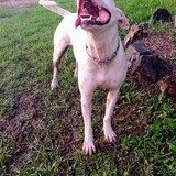 Entry image for Bluey