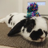 Entry image for Maverick