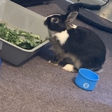 Entry image for Sprunzel 