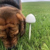 Entry image for Bagel 