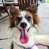 Entry image for Buddy