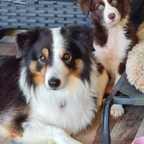 Entry image for Anzac and Akela