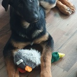 Entry image for Riley 