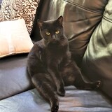 Entry image for Princess Pepsi