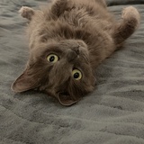 Entry image for Cheeky ChiChi