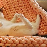 Entry image for Archie 