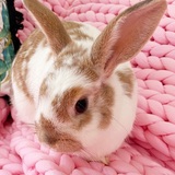 Entry image for Harry 