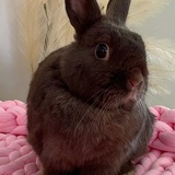 Entry image for Anna 