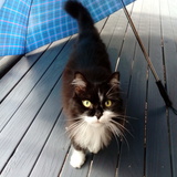 Entry image for Annie