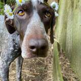 Entry image for Willow