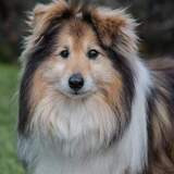 Entry image for Sparky 