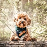 Entry image for Barney