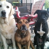 Entry image for Trevor, Chops & Pipi