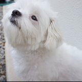 Entry image for Meylah