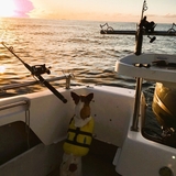 Entry image for Bomber