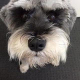 Entry image for Bronte