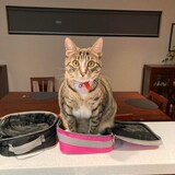 Entry image for Hazel