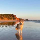 Entry image for Piper