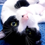 Entry image for Bailey Oreo