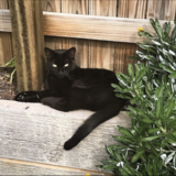 Entry image for Priya