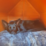 Entry image for Gemma