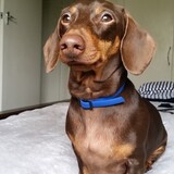 Entry image for Milo