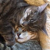 Entry image for Bella and Tiger Tom