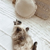 Entry image for Lila