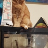 Entry image for Rama