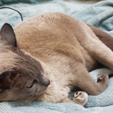 Entry image for Lucy