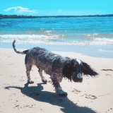 Entry image for Oreo