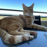 Entry image for Tiger