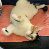 Entry image for Rosie