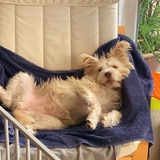 Entry image for Ginger 