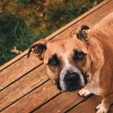 Entry image for Harry